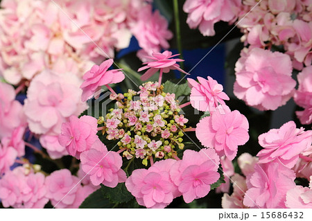 アジサイ科 紫陽花 花 おはようの写真素材