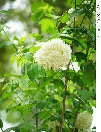 アジサイに似たビバーナム スノーボールの写真素材 アジサイに似たビバーナム スノーボールの写真素材