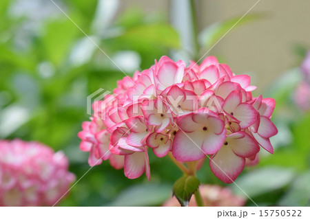 未来 紫陽花 植物 花の写真素材