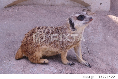 赤ちゃん ミーアキャット 動物 見つめるの写真素材