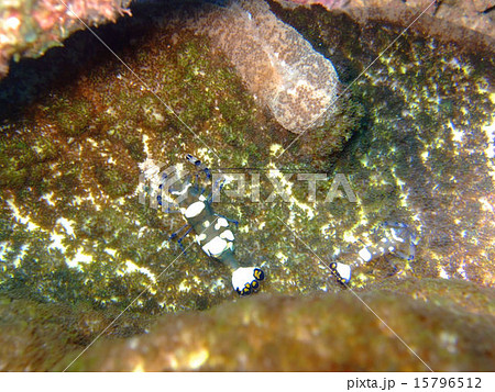 イソギンチャクエビ エビ 海底 ソフトコーラルの写真素材