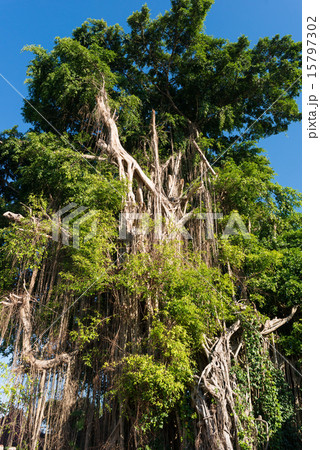 樹木 巨樹 気根 熱帯の写真素材