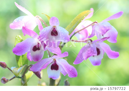 デンドロビウムの花の写真素材