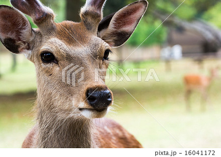 鹿の顔の写真素材