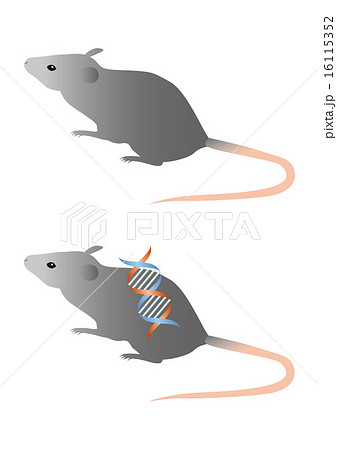 研究 化学 医療 マウスのイラスト素材