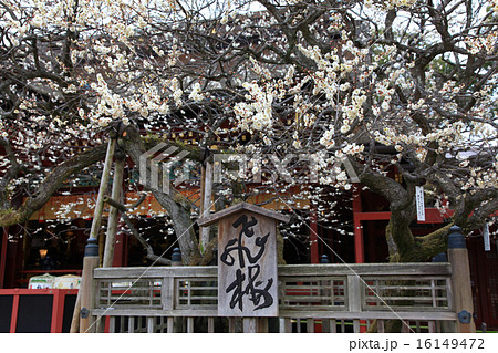 飛梅伝説の写真素材