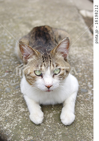 やす猫の写真素材 - PIXTA