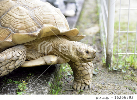 亀 大亀 巨大カメ 大きな亀の写真素材