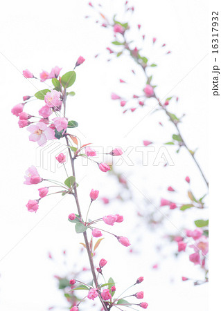 白背景 カイドウ ハナカイドウ 花の写真素材
