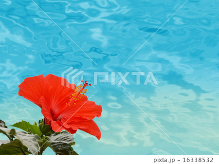 ハイビスカス 海 海面 花の写真素材