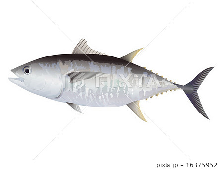 シビ 釣りの写真素材