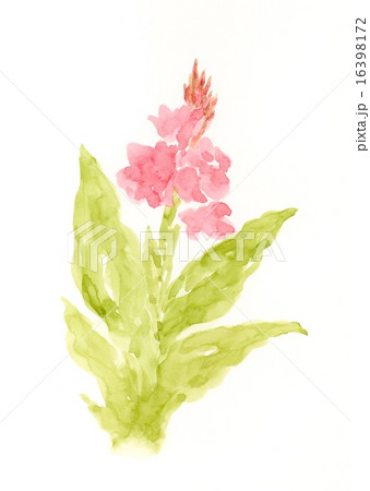咲く カンナ 花 植物のイラスト素材