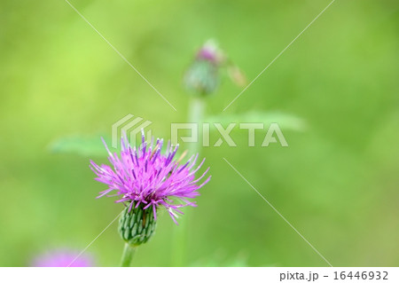 アザミ 花 ピンク色 桃色の写真素材 - PIXTA