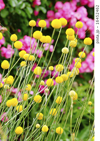 グラスペディア 花の写真素材