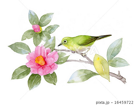 メジロ 椿 目白 鳥の写真素材 - PIXTA