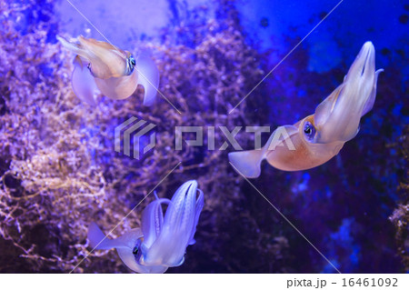 イカ アオリイカ 美ら海水族館 飼育の写真素材