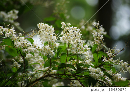 うのはな 花 卯の花 卯月の写真素材