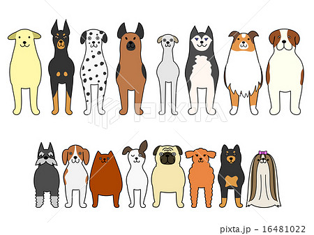 グレイハウンド わんこ 犬 立つのイラスト素材