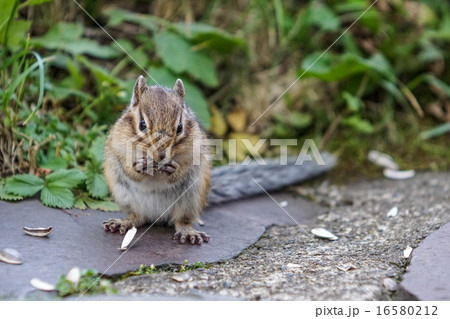 前 シマリス リス 正面の写真素材 前 シマリス リス 正面の写真素材