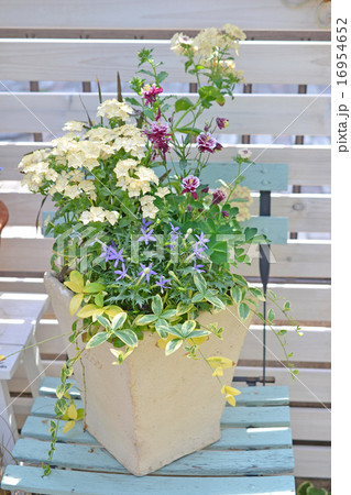 園芸品種 フロックス 寄せ植え ツルニチニチソウの写真素材