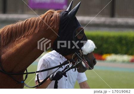 馬 メンコ シャドーロール 競走馬の写真素材