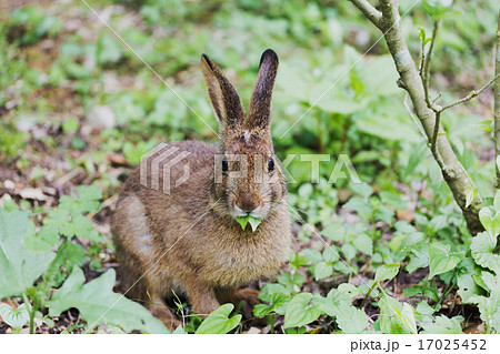 野うさぎ 野生動物 うさぎ 草むらの写真素材