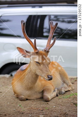 座る 鹿 雄 鹿の横顔の写真素材