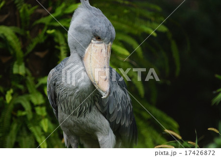 ハシビロコウ 鳥 横向き くちばしの写真素材 - PIXTA