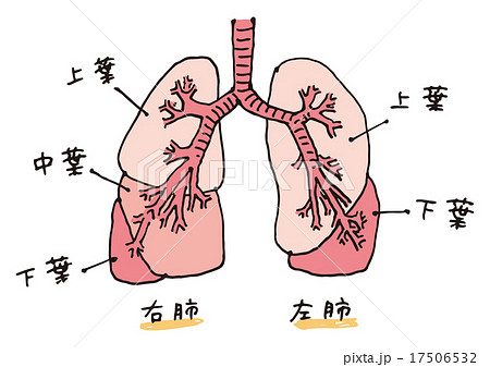 肺 上葉 中葉 下葉のイラスト素材