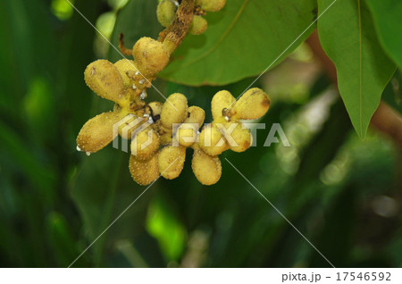 金香木の写真素材 - PIXTA