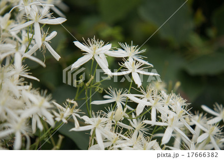 美しい花の画像 最高花 言葉 安全