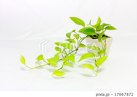 ポトス ランナー 鉢植え 観葉植物の写真素材