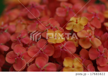 サンダンカ 三段花の写真素材 - PIXTA