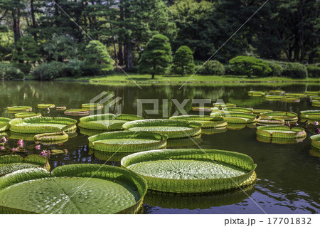 植物園の子供が乗れる大きな葉っぱオオオニバス パラグアイオニバス の写真素材