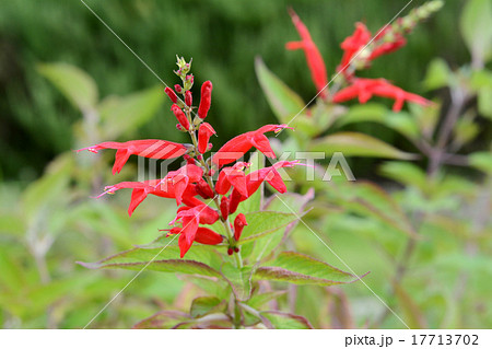 パイナップルセージ ハーブ 赤い花 植物の写真素材