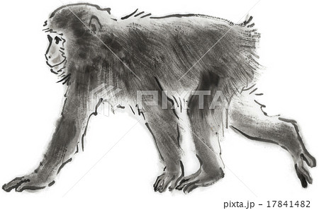 猿 申 水墨画 日本猿の写真素材