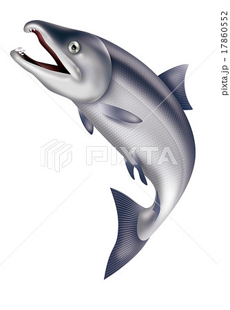 鮭オスの写真素材