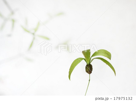 ツクバネ つくばね 衝羽根＊＊ 茶花 茶道 花材