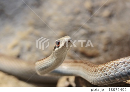 シマヘビ かわいいの写真素材