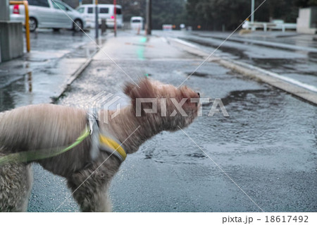 犬ドリルの写真素材