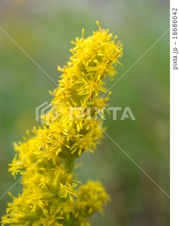 アキノキリンソウ 野の花 山野草 秋の麒麟草の写真素材