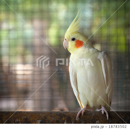 オカメインコ かわいいの写真素材