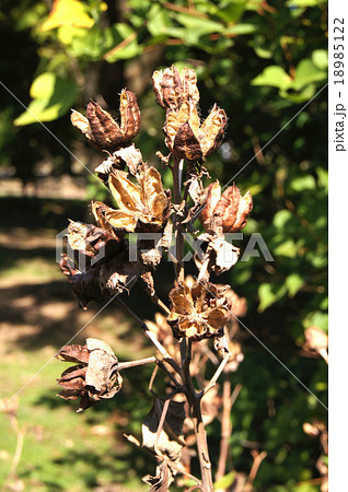 芙蓉の実殻 植物 種の写真素材 - PIXTA