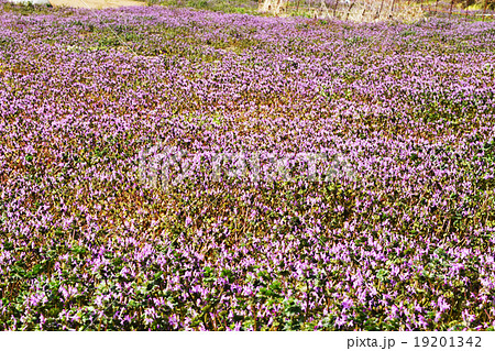 ｌａｍｉｕｍ ホトケノザ 蜜の写真素材
