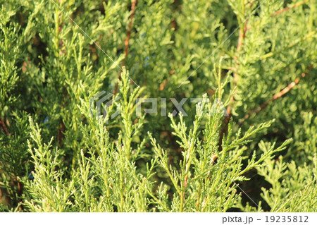 糸杉 イトスギ サイプレス 西洋檜の写真素材