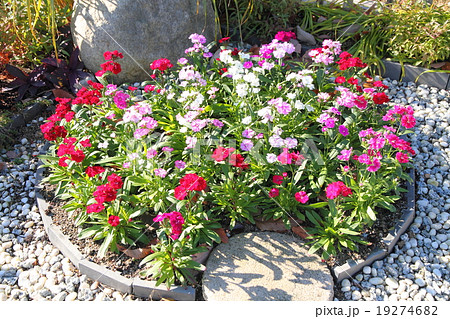 花壇 花 テルスター ナデシコ科の写真素材