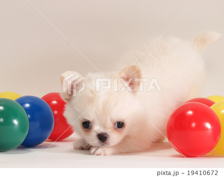 チワワ 犬 伏せ 伏せるの写真素材 - PIXTA