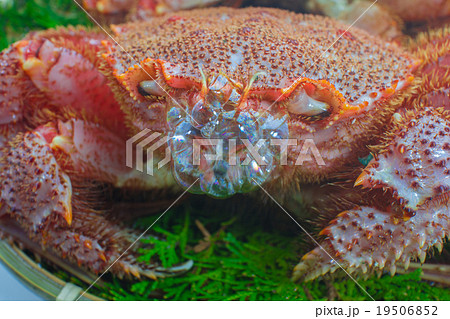 毛蟹 蟹 泡 活け カニの写真素材