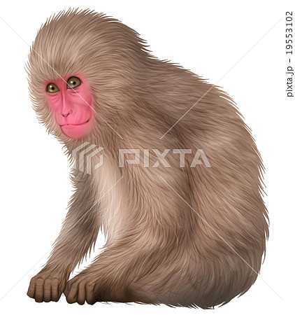 日本猿 サル目 アナログ 動物のイラスト素材