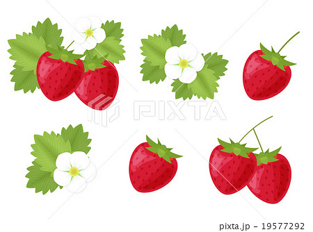 苺 セット 果実 花のイラスト素材